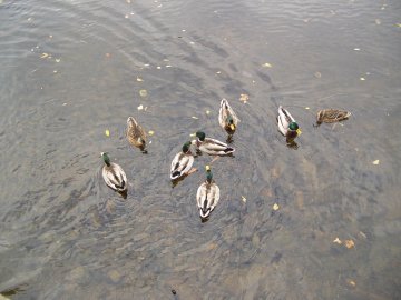 Ducks